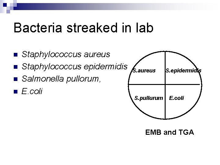 Bacteria streaked in lab n n Staphylococcus aureus Staphylococcus epidermidis Salmonella pullorum, E. coli