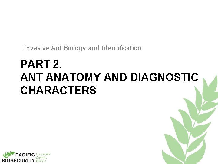 Invasive Ant Biology and Identification PART 2. ANT ANATOMY AND DIAGNOSTIC CHARACTERS 