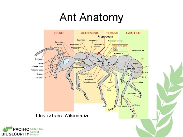 Ant Anatomy Illustration: Wikimedia 