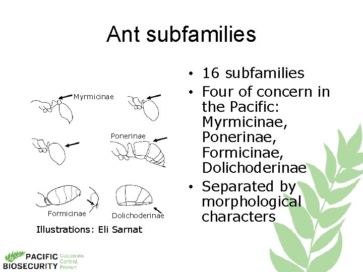 Ant subfamilies Myrmicinae Ponerinae Formicinae Dolichoderinae Illustrations: Eli Sarnat • 16 subfamilies • Four