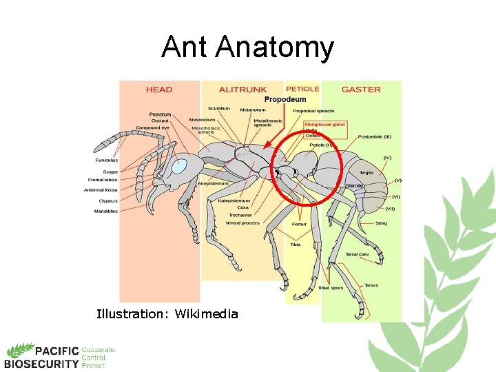 Ant Anatomy Illustration: Wikimedia 