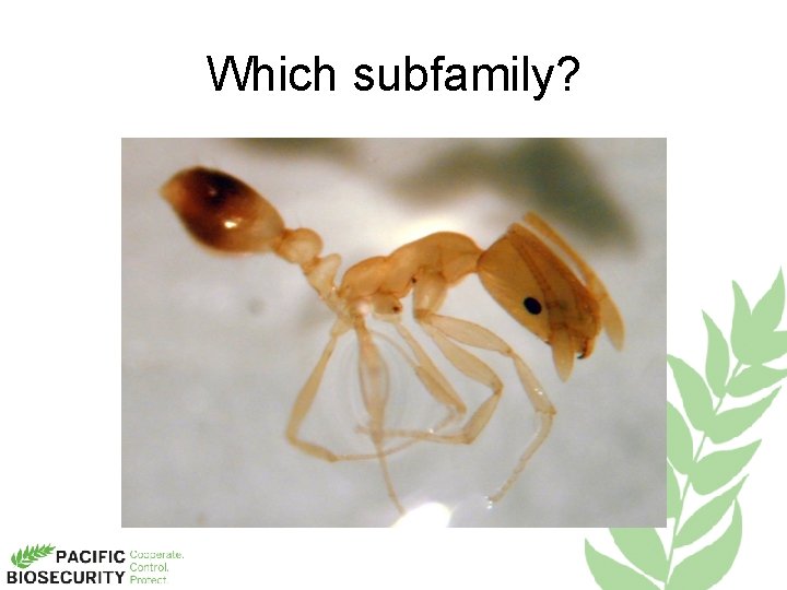 Which subfamily? 