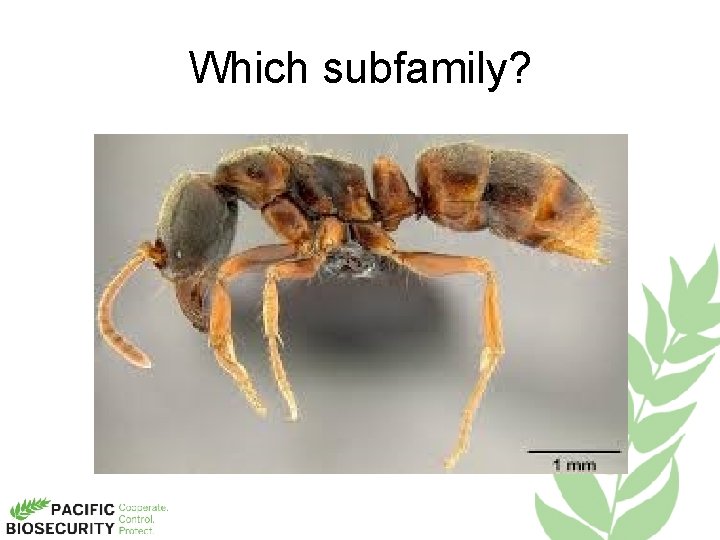 Which subfamily? 