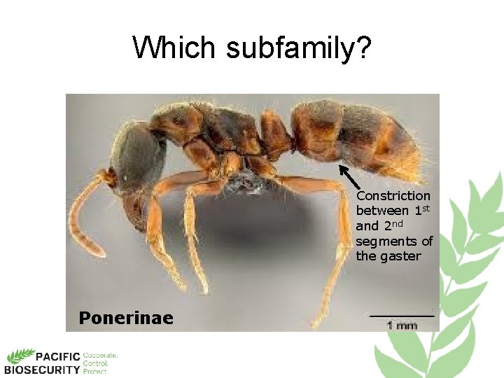 Which subfamily? Constriction between 1 st and 2 nd segments of the gaster Ponerinae