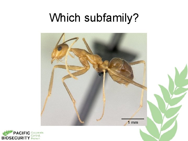 Which subfamily? 