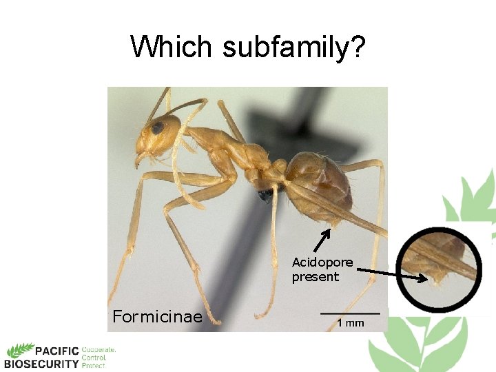 Which subfamily? Acidopore present Formicinae 