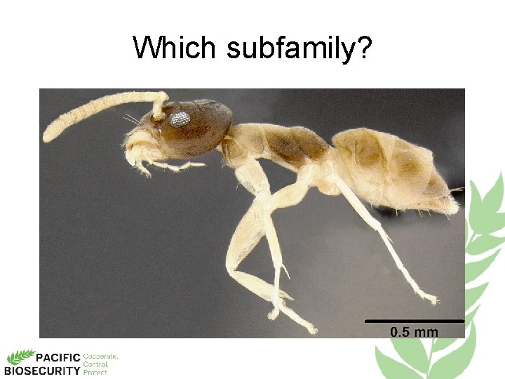 Which subfamily? 