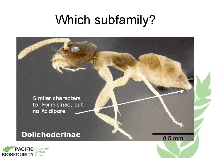 Which subfamily? Similar characters to Formicinae, but no Acidipore Dolichoderinae 