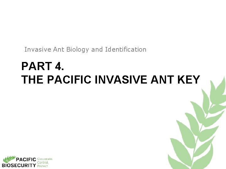 Invasive Ant Biology and Identification PART 4. THE PACIFIC INVASIVE ANT KEY 