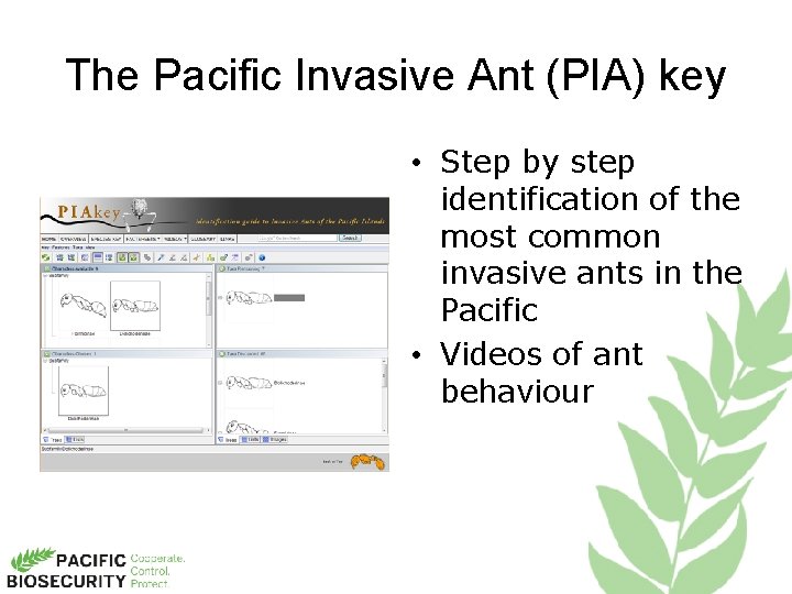 The Pacific Invasive Ant (PIA) key • Step by step identification of the most
