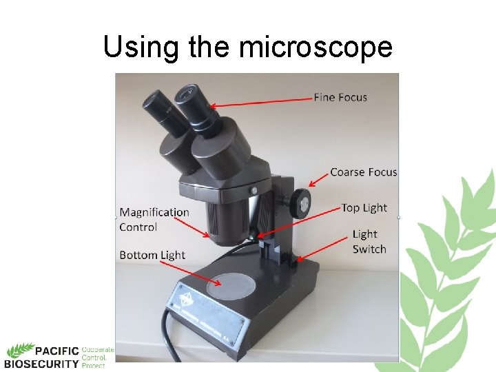 Using the microscope 