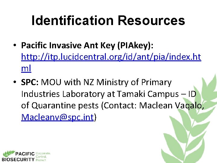Identification Resources • Pacific Invasive Ant Key (PIAkey): http: //itp. lucidcentral. org/id/ant/pia/index. ht ml