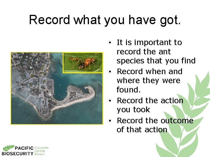 Record what you have got. • It is important to record the ant species