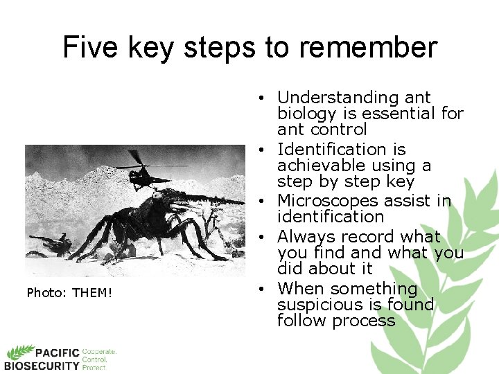 Five key steps to remember Photo: THEM! • Understanding ant biology is essential for