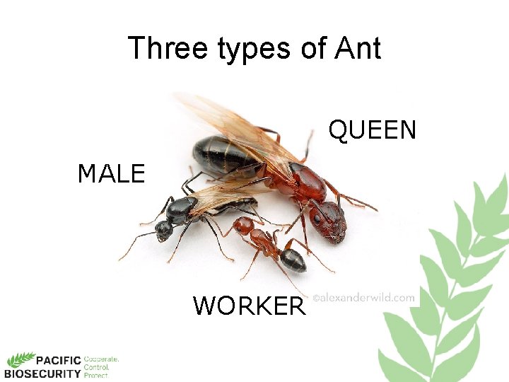 Three types of Ant QUEEN MALE WORKER 