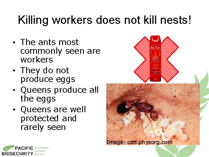 Killing workers does not kill nests! • The ants most commonly seen are workers