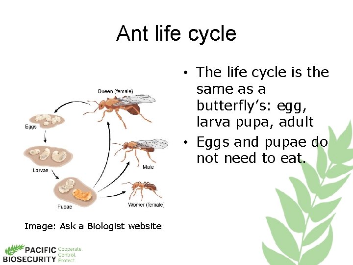 Ant life cycle • The life cycle is the same as a butterfly’s: egg,