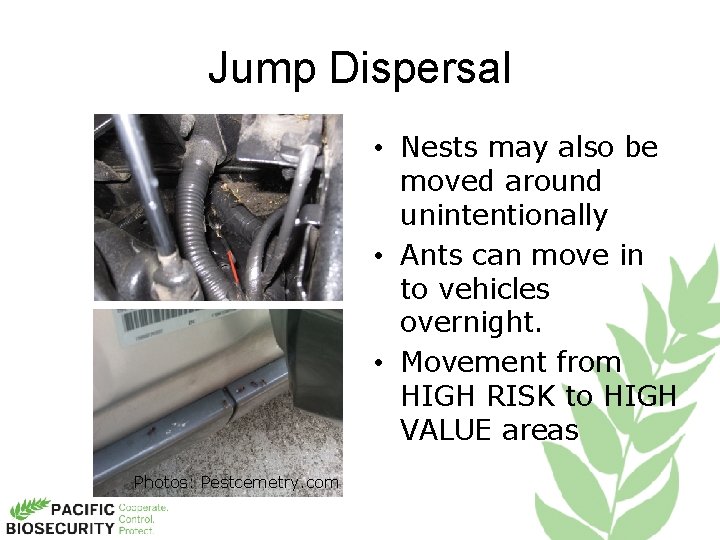 Jump Dispersal • Nests may also be moved around unintentionally • Ants can move