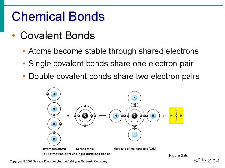 Chemical Bonds • Covalent Bonds • Atoms become stable through shared electrons • Single