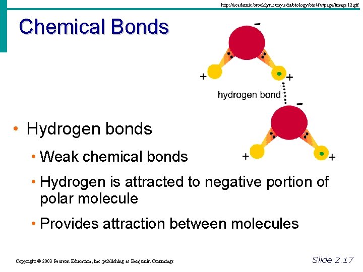 http: //academic. brooklyn. cuny. edu/biology/bio 4 fv/page/image 12. gif Chemical Bonds • Hydrogen bonds