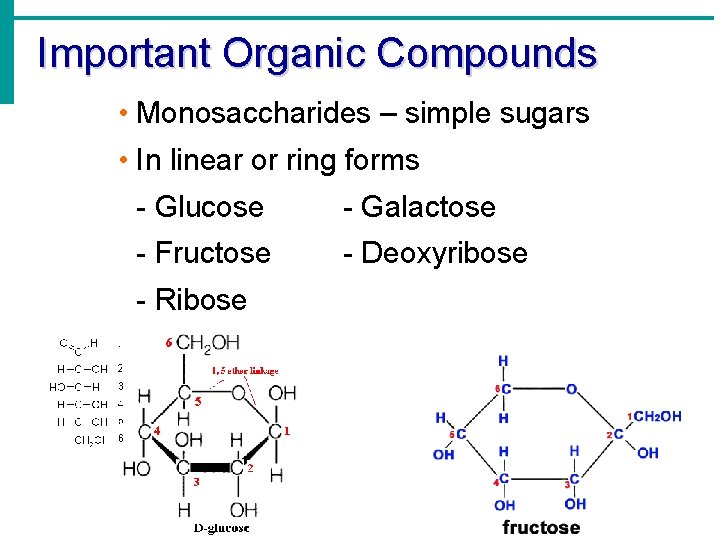 Important Organic Compounds • Monosaccharides – simple sugars • In linear or ring forms