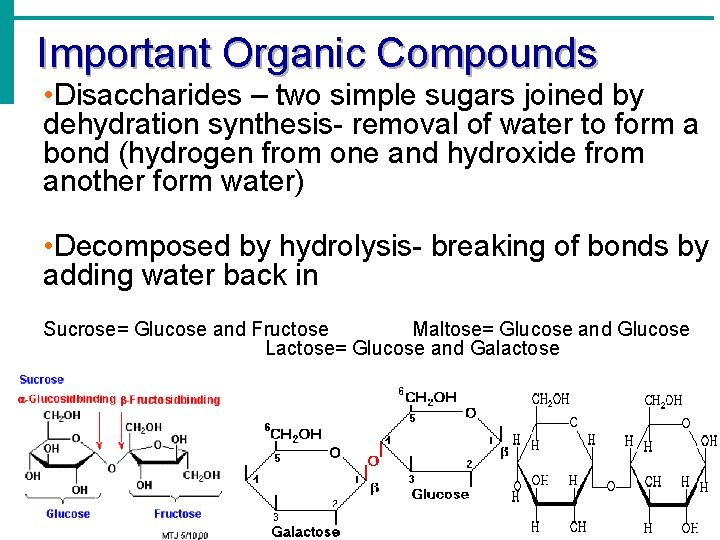 Important Organic Compounds • Disaccharides – two simple sugars joined by dehydration synthesis- removal