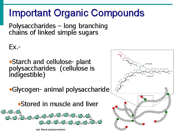 Important Organic Compounds Polysaccharides – long branching chains of linked simple sugars Ex. -
