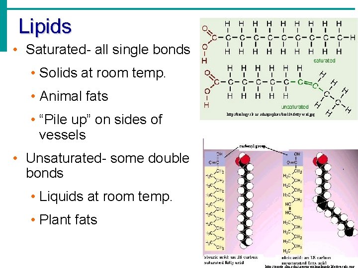 Lipids • Saturated- all single bonds • Solids at room temp. • Animal fats