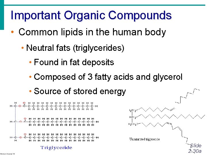 Important Organic Compounds • Common lipids in the human body • Neutral fats (triglycerides)