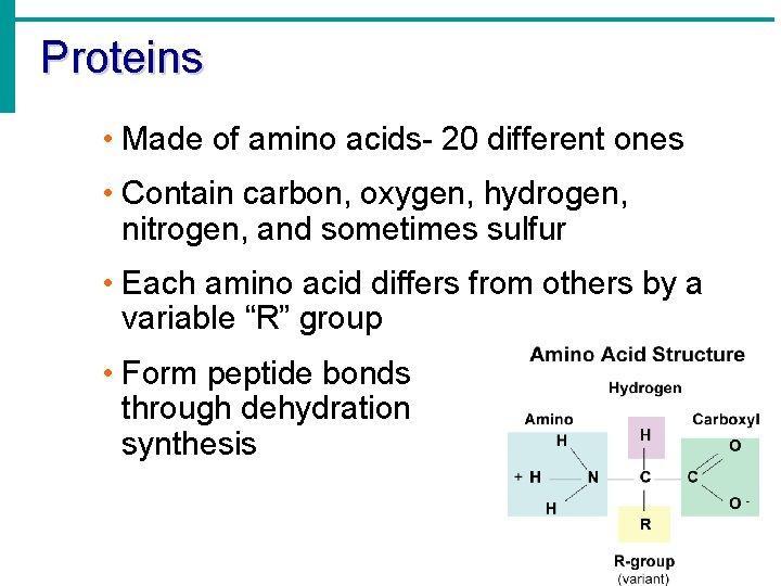 Proteins • Made of amino acids- 20 different ones • Contain carbon, oxygen, hydrogen,