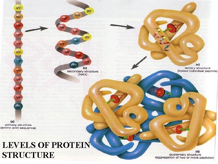 LEVELS OF PROTEIN STRUCTURE 