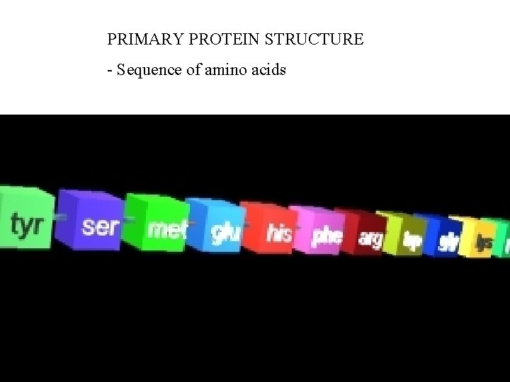 PRIMARY PROTEIN STRUCTURE - Sequence of amino acids 