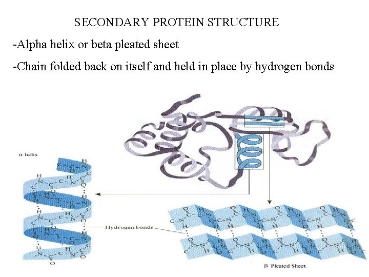 SECONDARY PROTEIN STRUCTURE -Alpha helix or beta pleated sheet -Chain folded back on itself