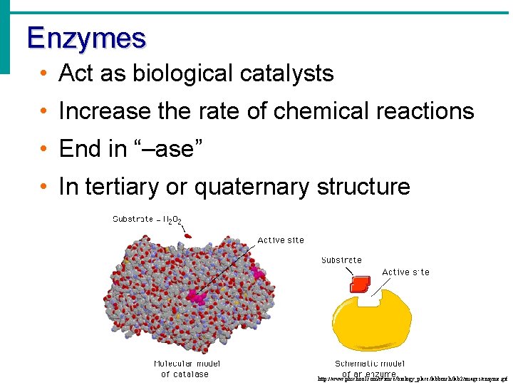 Enzymes • Act as biological catalysts • Increase the rate of chemical reactions •