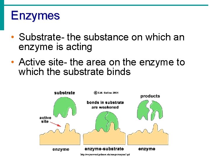 Enzymes • Substrate- the substance on which an enzyme is acting • Active site-