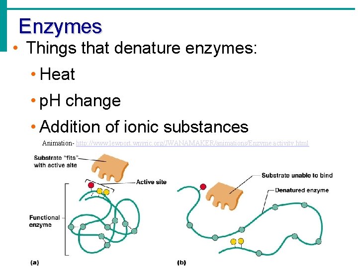 Enzymes • Things that denature enzymes: • Heat • p. H change • Addition