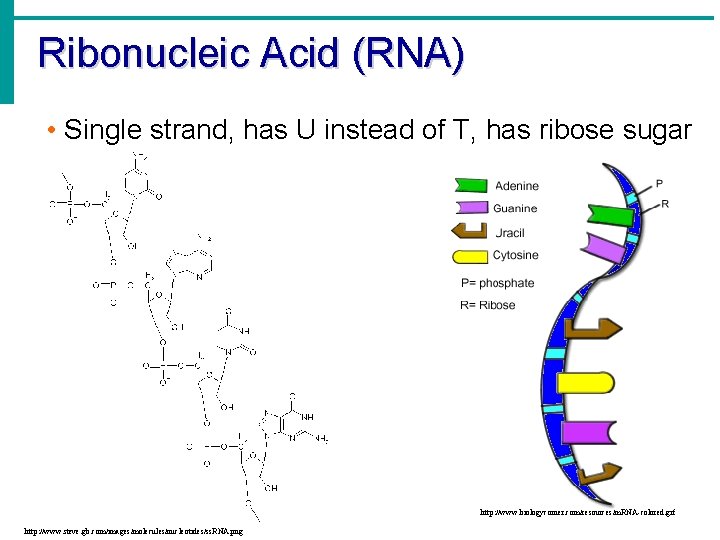 Ribonucleic Acid (RNA) • Single strand, has U instead of T, has ribose sugar