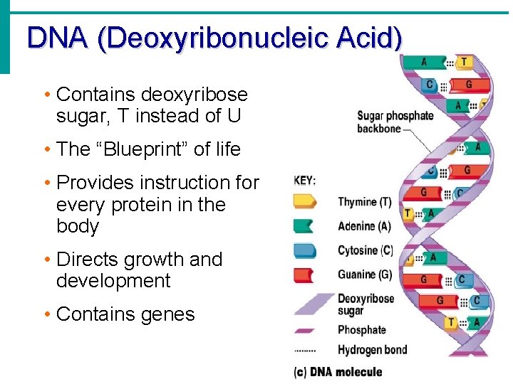 DNA (Deoxyribonucleic Acid) • Contains deoxyribose sugar, T instead of U • The “Blueprint”