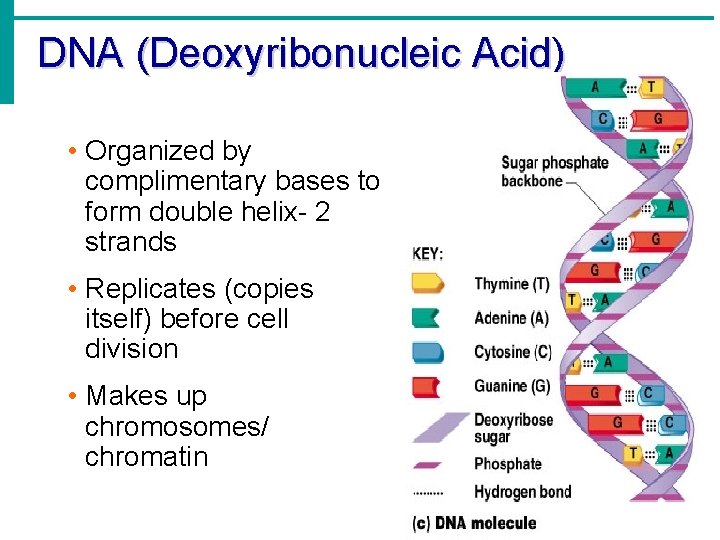 DNA (Deoxyribonucleic Acid) • Organized by complimentary bases to form double helix- 2 strands