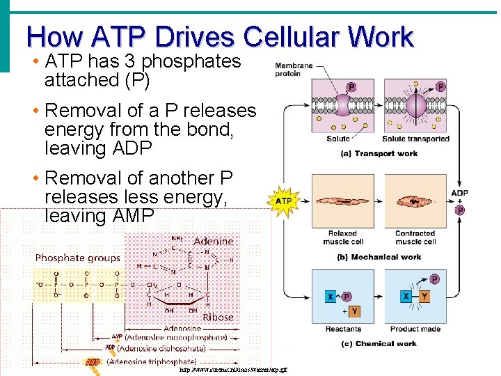 How ATP Drives Cellular Work • ATP has 3 phosphates attached (P) • Removal