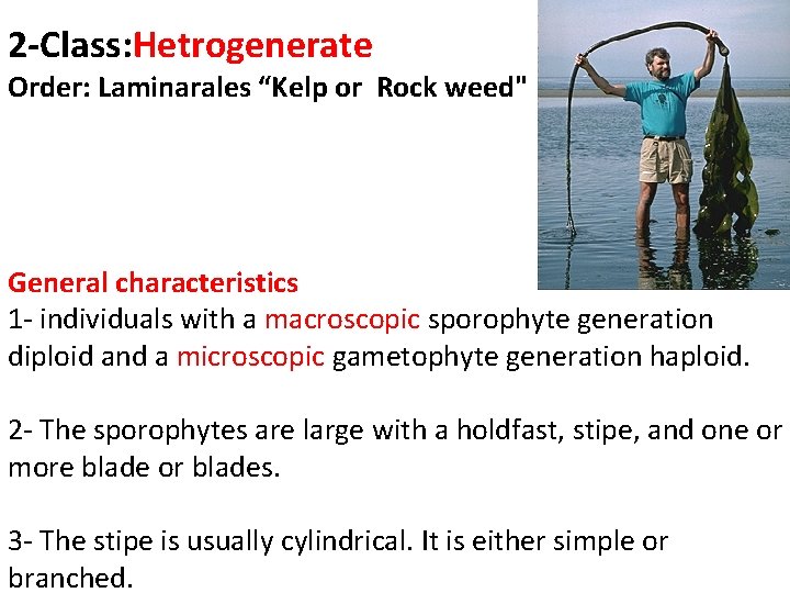 2 -Class: Hetrogenerate Order: Laminarales “Kelp or Rock weed" General characteristics 1 - individuals