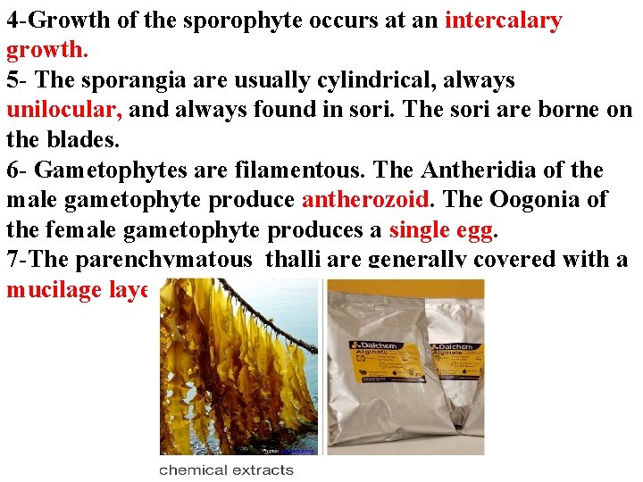 4 -Growth of the sporophyte occurs at an intercalary growth. 5 - The sporangia