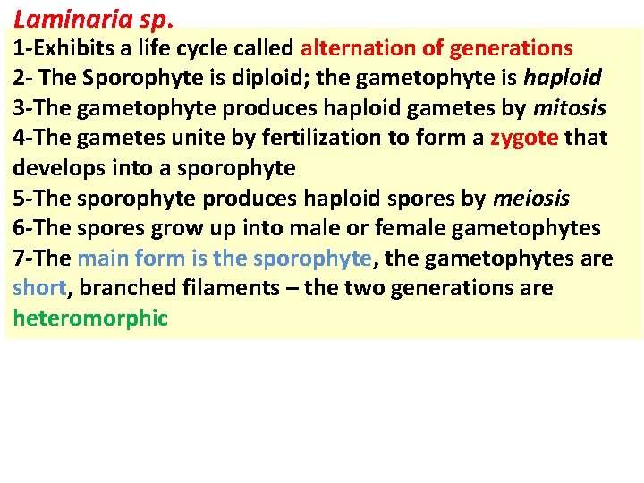 Laminaria sp. 1 -Exhibits a life cycle called alternation of generations 2 - The