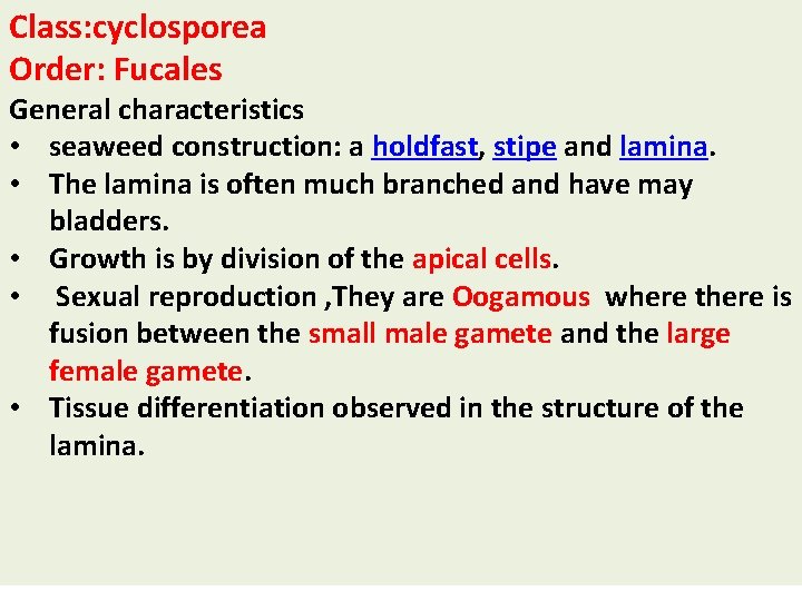 Class: cyclosporea Order: Fucales General characteristics • seaweed construction: a holdfast, stipe and lamina.