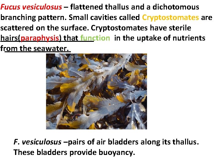 Fucus vesiculosus – flattened thallus and a dichotomous branching pattern. Small cavities called Cryptostomates