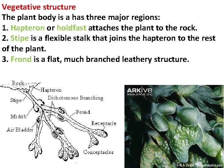 Vegetative structure The plant body is a has three major regions: 1. Hapteron or