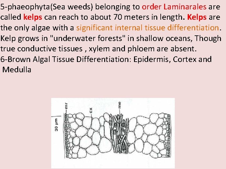 5 -phaeophyta(Sea weeds) belonging to order Laminarales are called kelps can reach to about