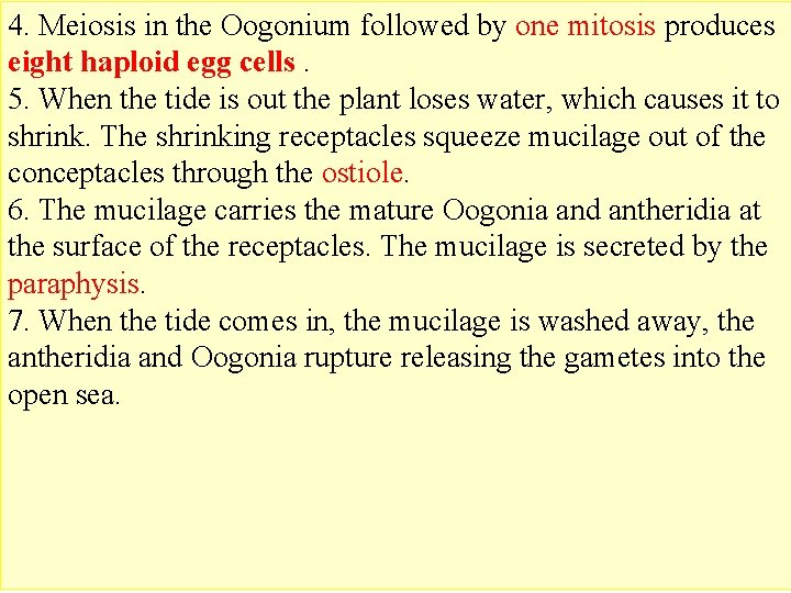 4. Meiosis in the Oogonium followed by one mitosis produces eight haploid egg cells.