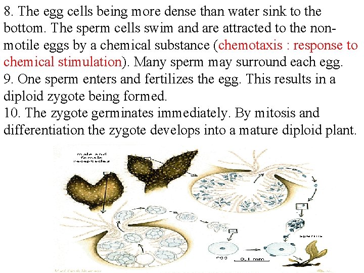 8. The egg cells being more dense than water sink to the bottom. The