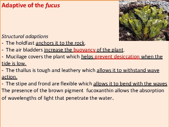 Adaptive of the fucus Structural adaptions - The holdfast anchors it to the rock.
